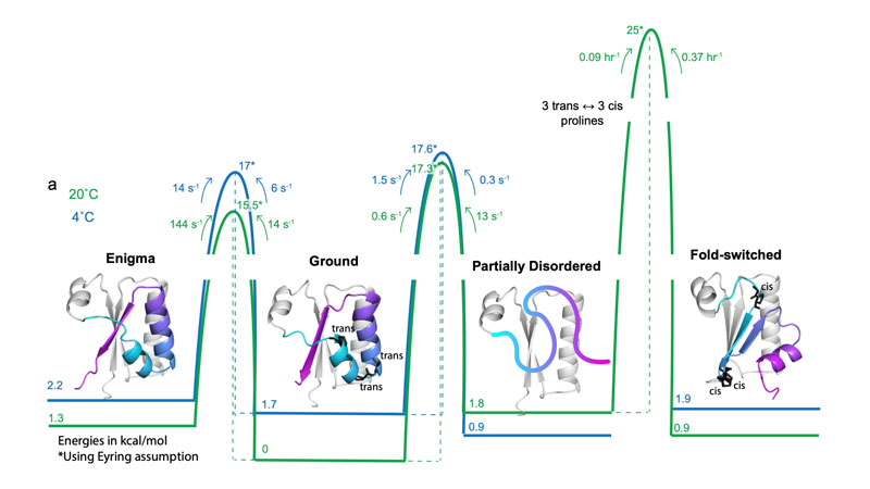 A graphic depicting how KaiB converts to its alternate states and “climbs” over the free energy landscape. Credit: Dorothee Kern, Scripps Research