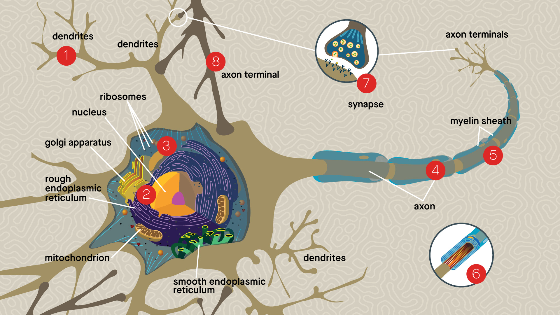 What Do Axon Terminals Do