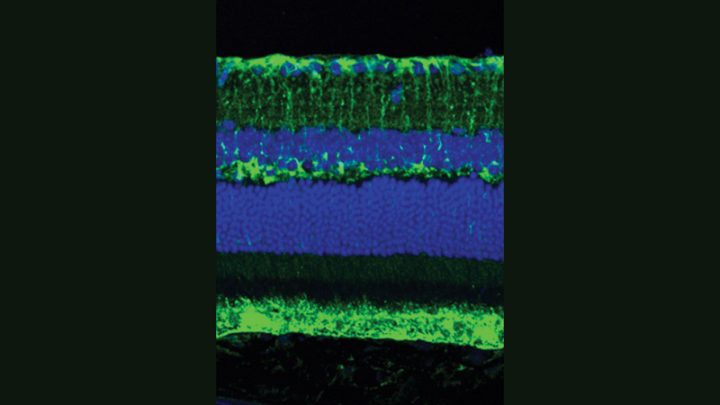 Scripps Research scientists and collaborators discover that taking ...